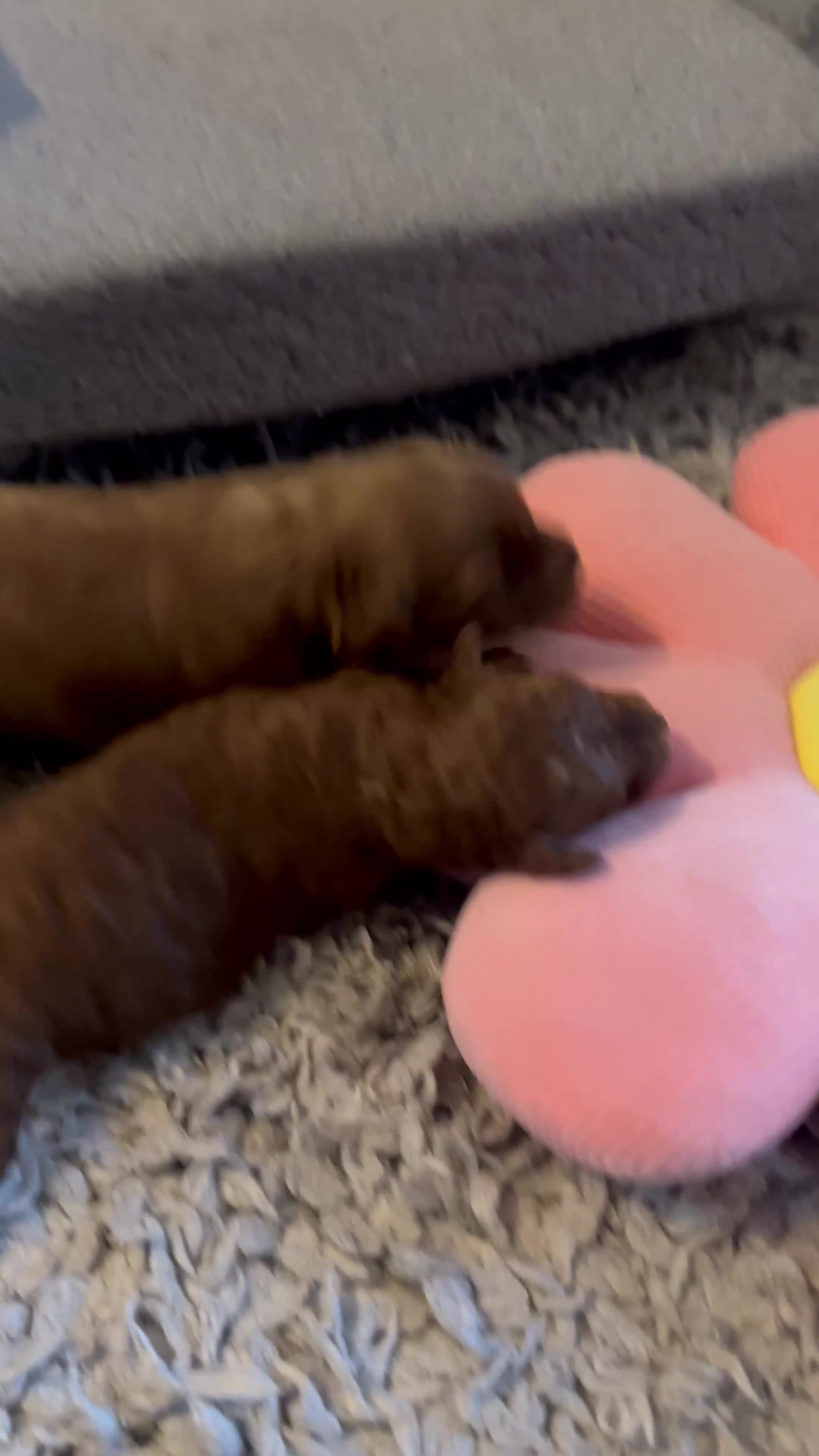 Cockapoo dogs for sale: F1b cockapoo girls for sale.  - Video 1