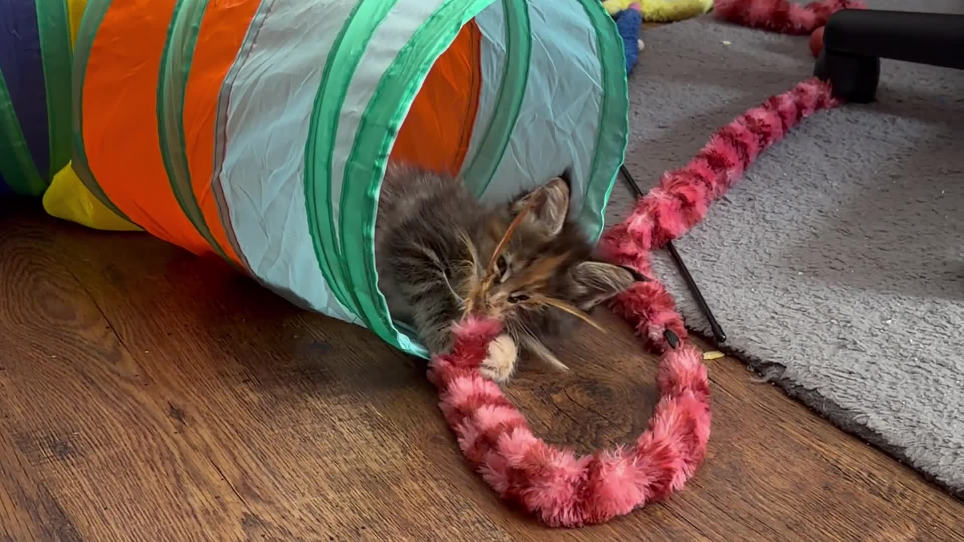 Maine Coon cats for sale: ❤️ Maine Coon kittens TICA registered ❤️ - Video 1