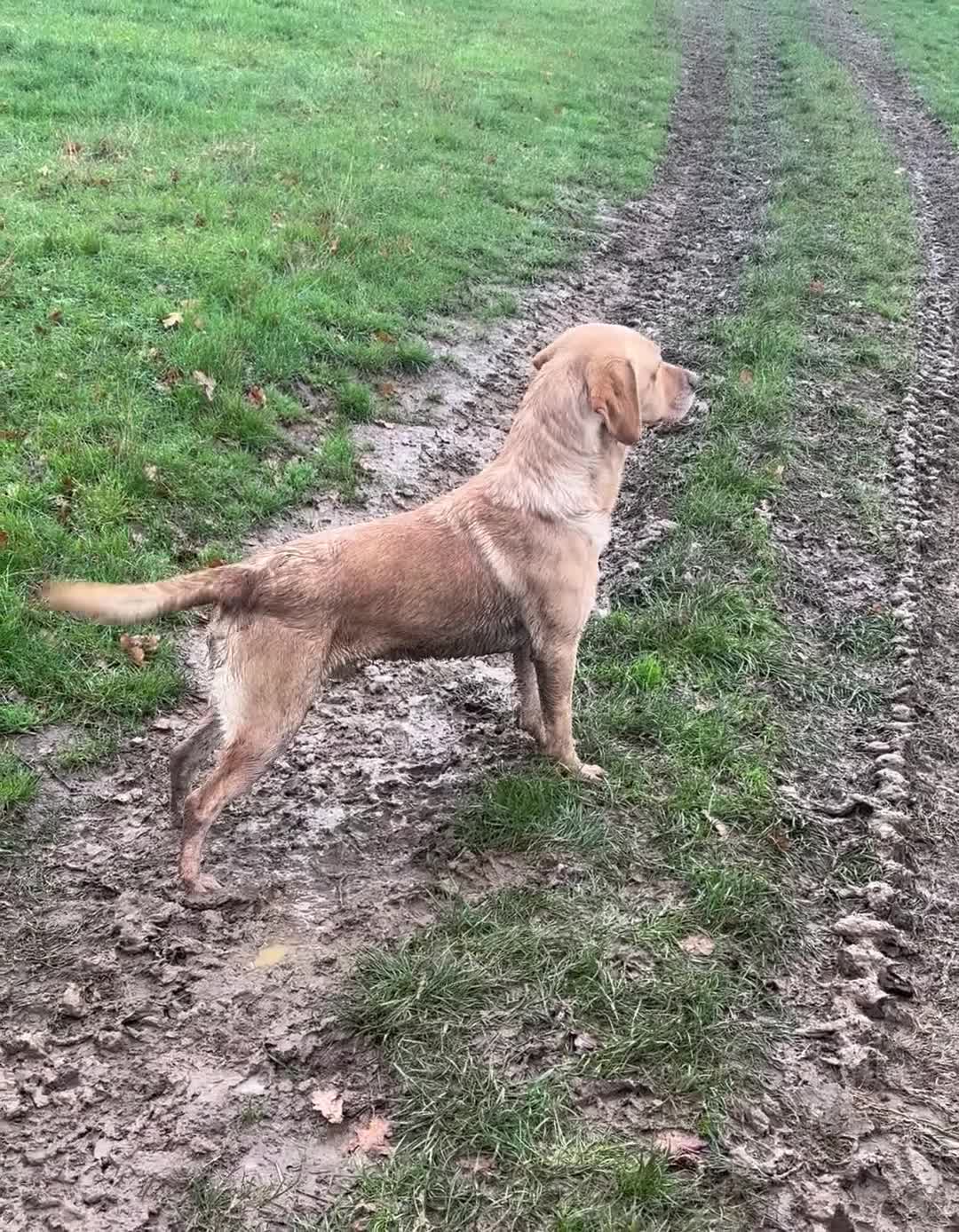 Labrador Retriever dogs for sale: Kc reg Labrador pups  - Video 2