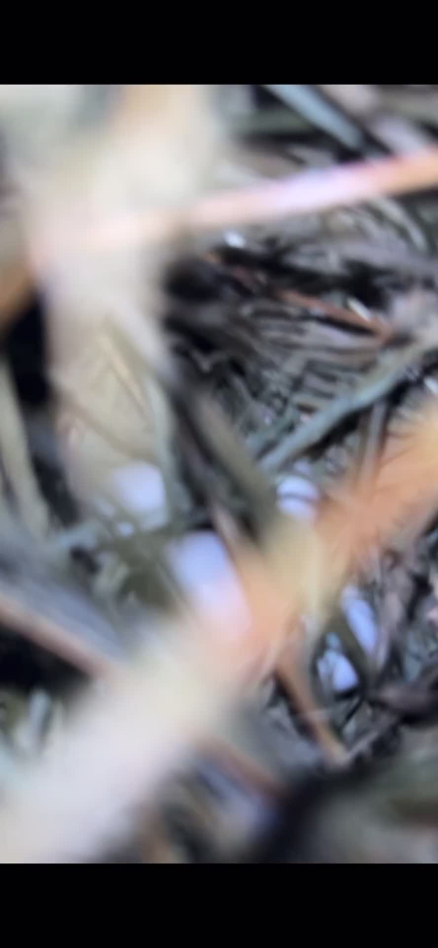 Lovebirds birds for sale: proven breeding pairs opaline tamed lovebirds  - Video 2