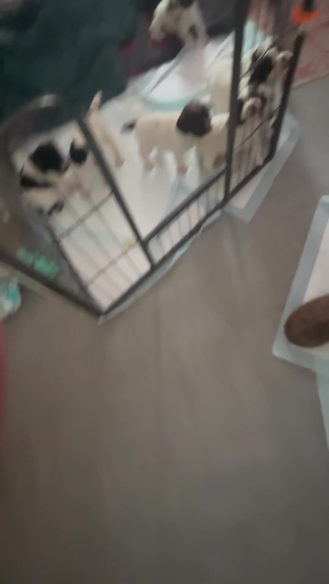 English Springer Spaniel dogs for sale: Fun whistle trained and crate clean by 8 weeks   - Video 4