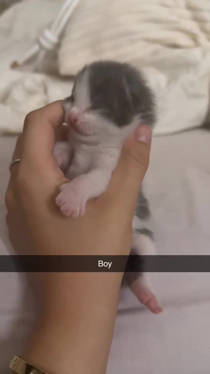 Mixed Breed cats for sale: 4 beautiful kittens for sale  - Video 2