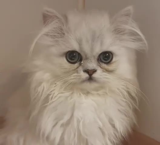 Persian cats for sale: Registered silver Persian boy - Video 2