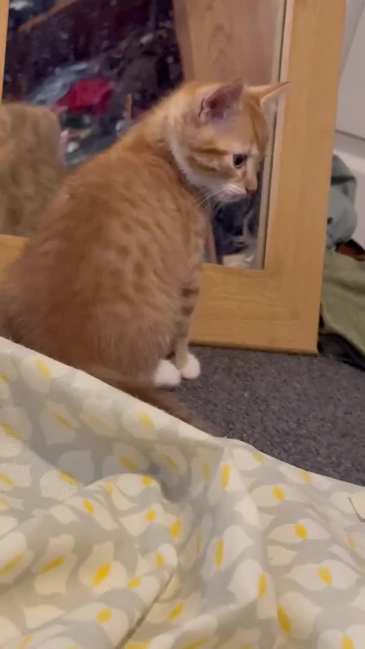 Mixed Breed cats for sale: Adorable kittens looking for loving homes - Video 2