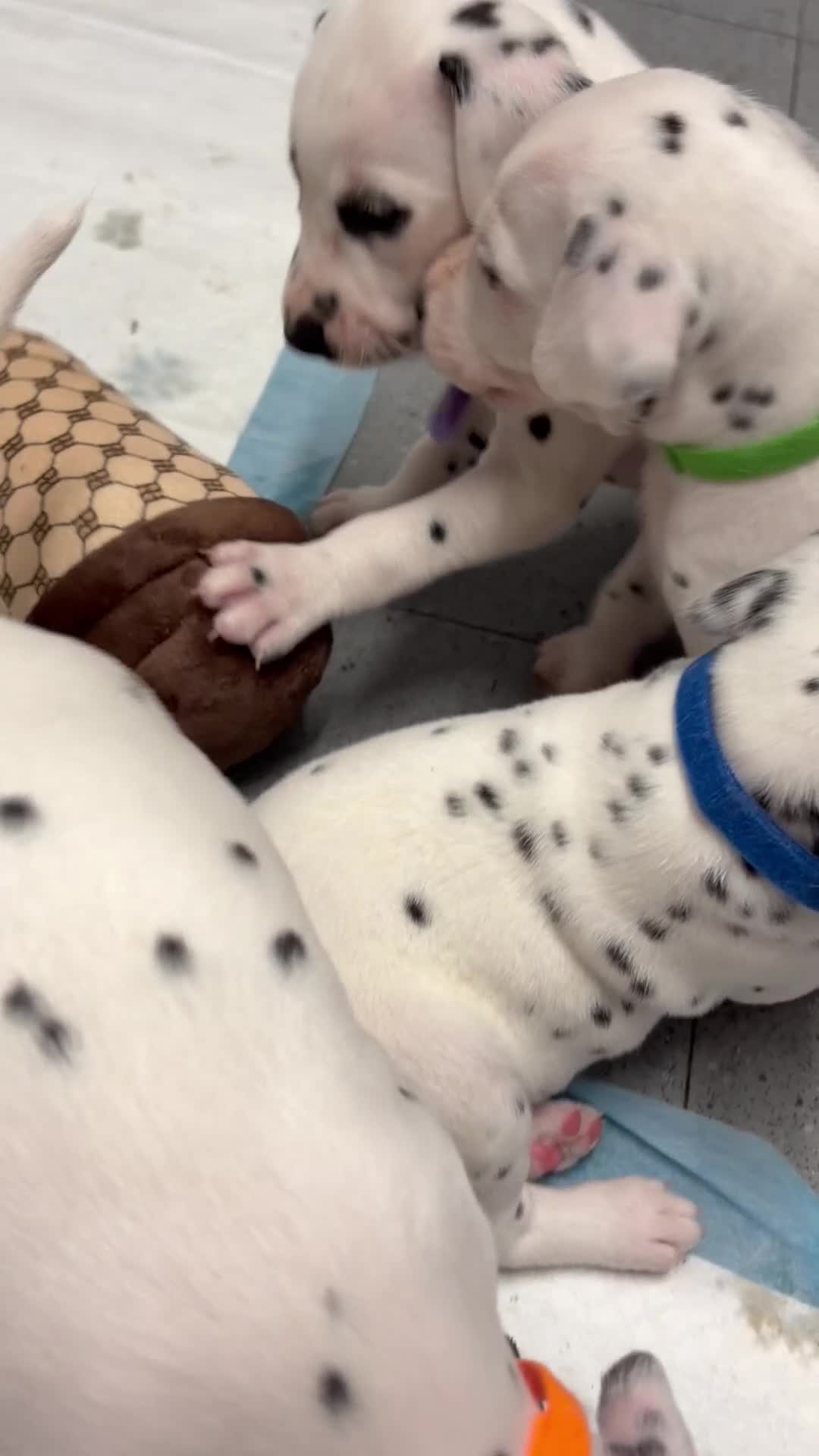 Dalmatian dogs for sale: Dalmatian puppies - Video 1
