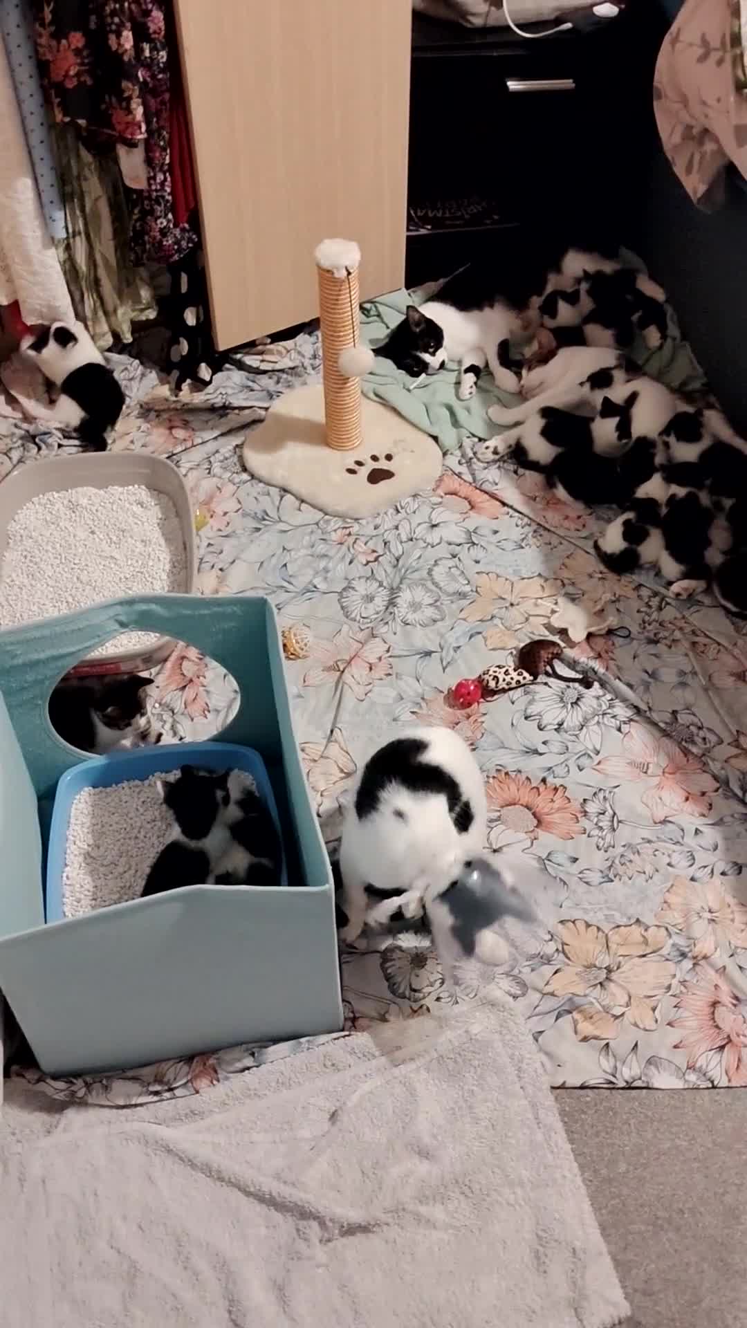 Mixed Breed cats for sale: Kittens from 2 litters born days apart - Video 1