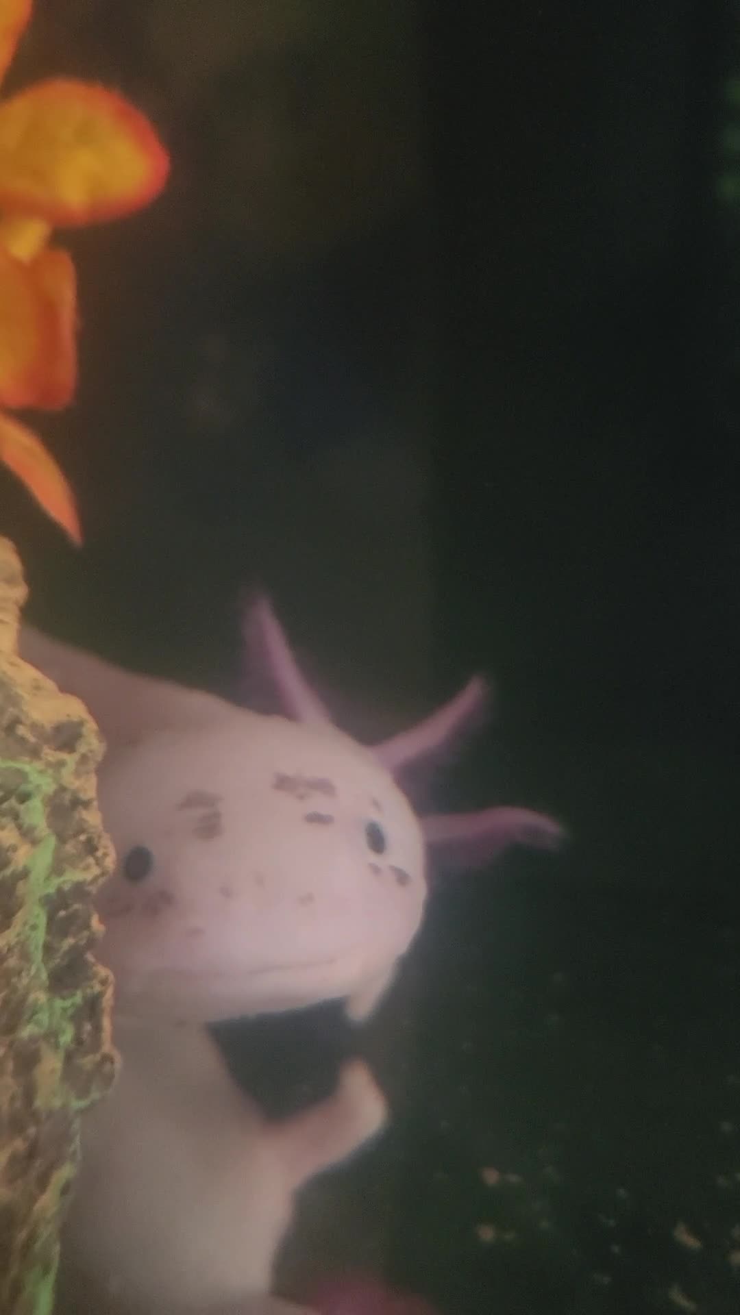Axolotl reptiles for sale: Sweet Male Axolotl - Video 1
