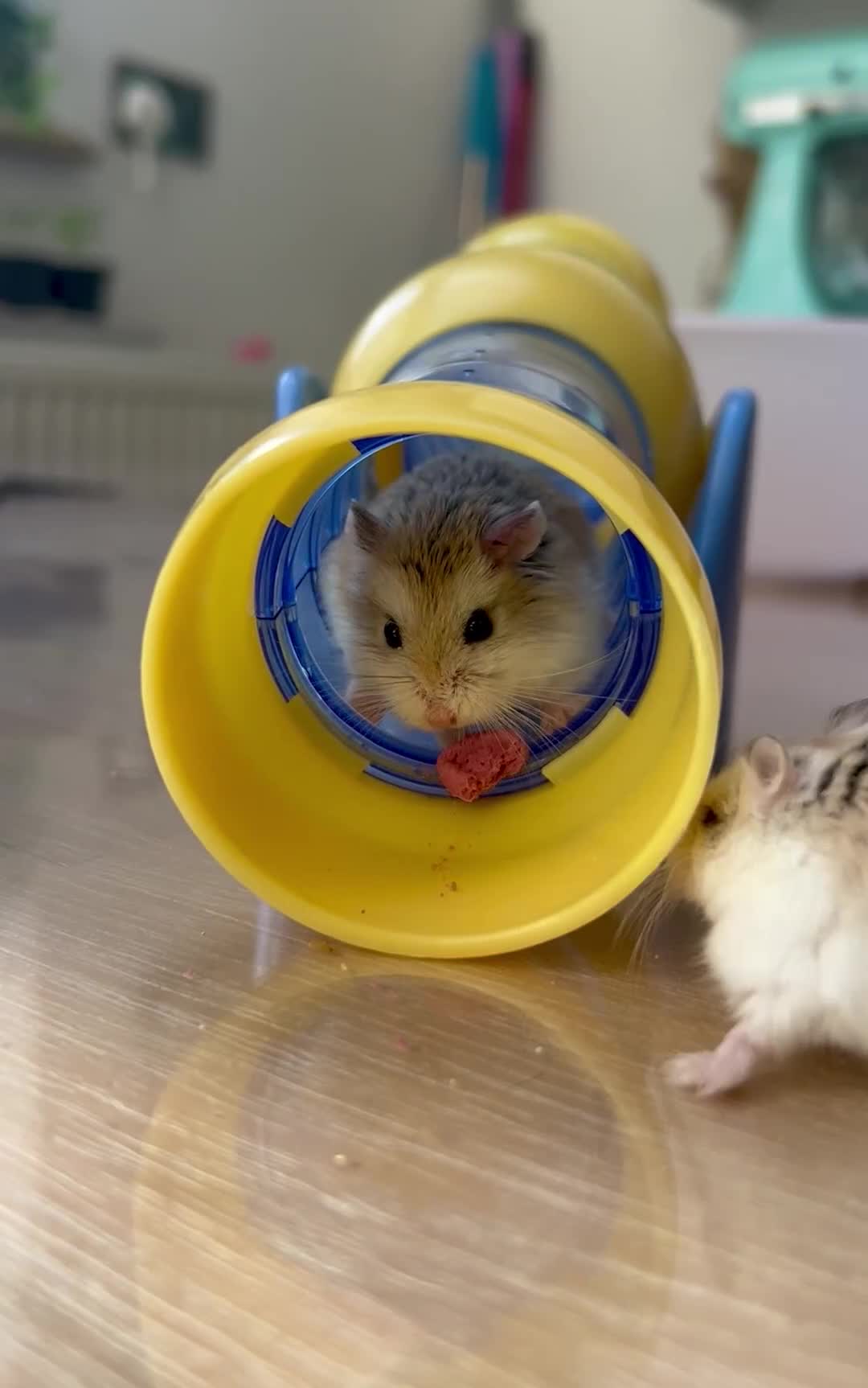 Hamster rodents for sale: 2 male robo hamsters  - Video 1