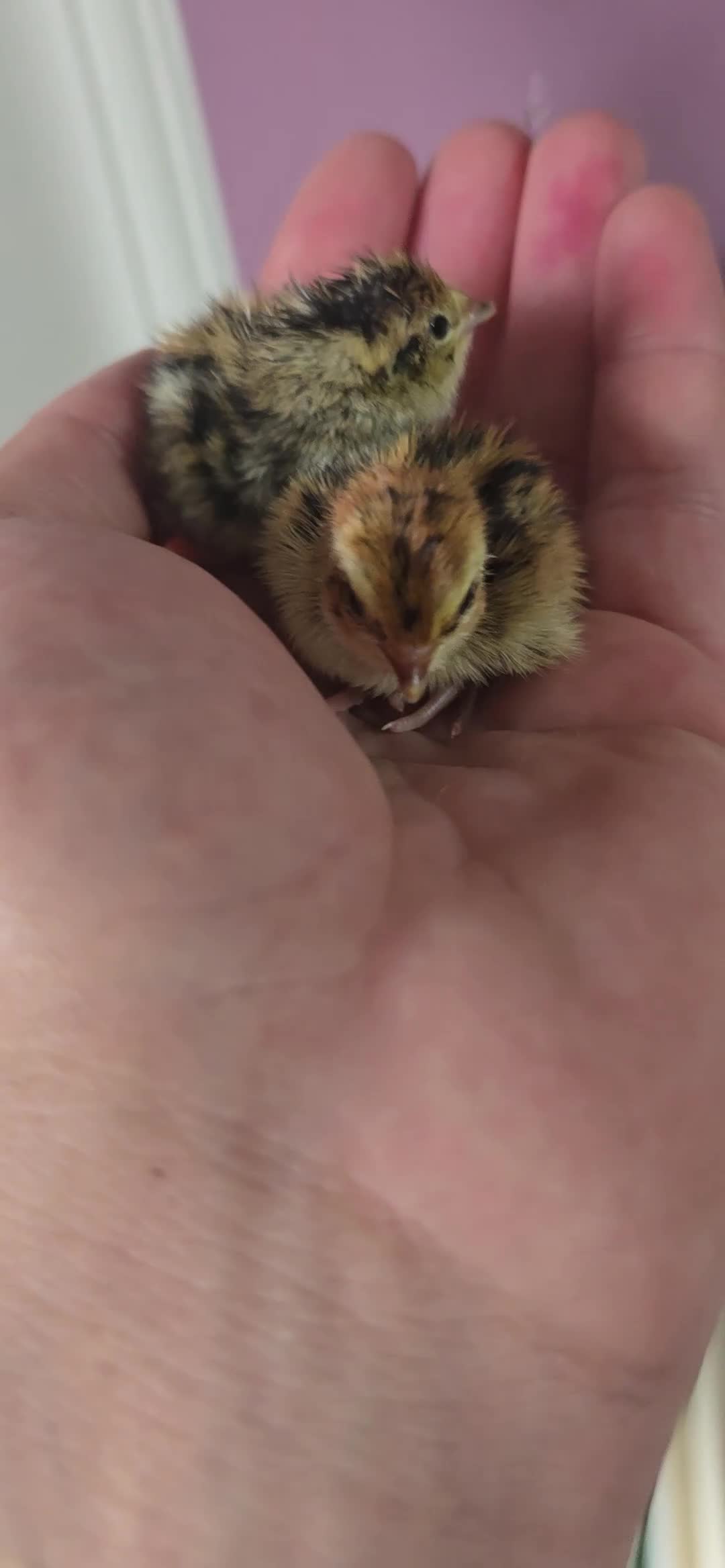 Quail poultry for sale: Mixed Colour Coturnix Quail Hatching Eggs - Video 1