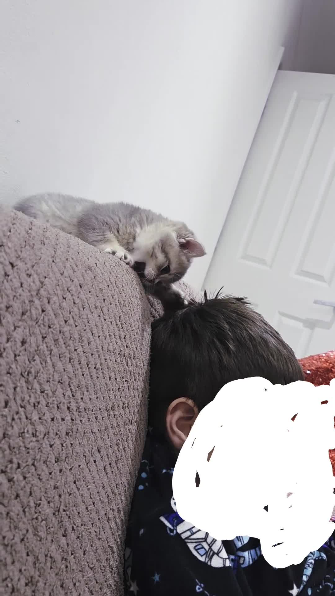 British Shorthair cats for sale:          BRITISH SHORTHAIR - Video 2