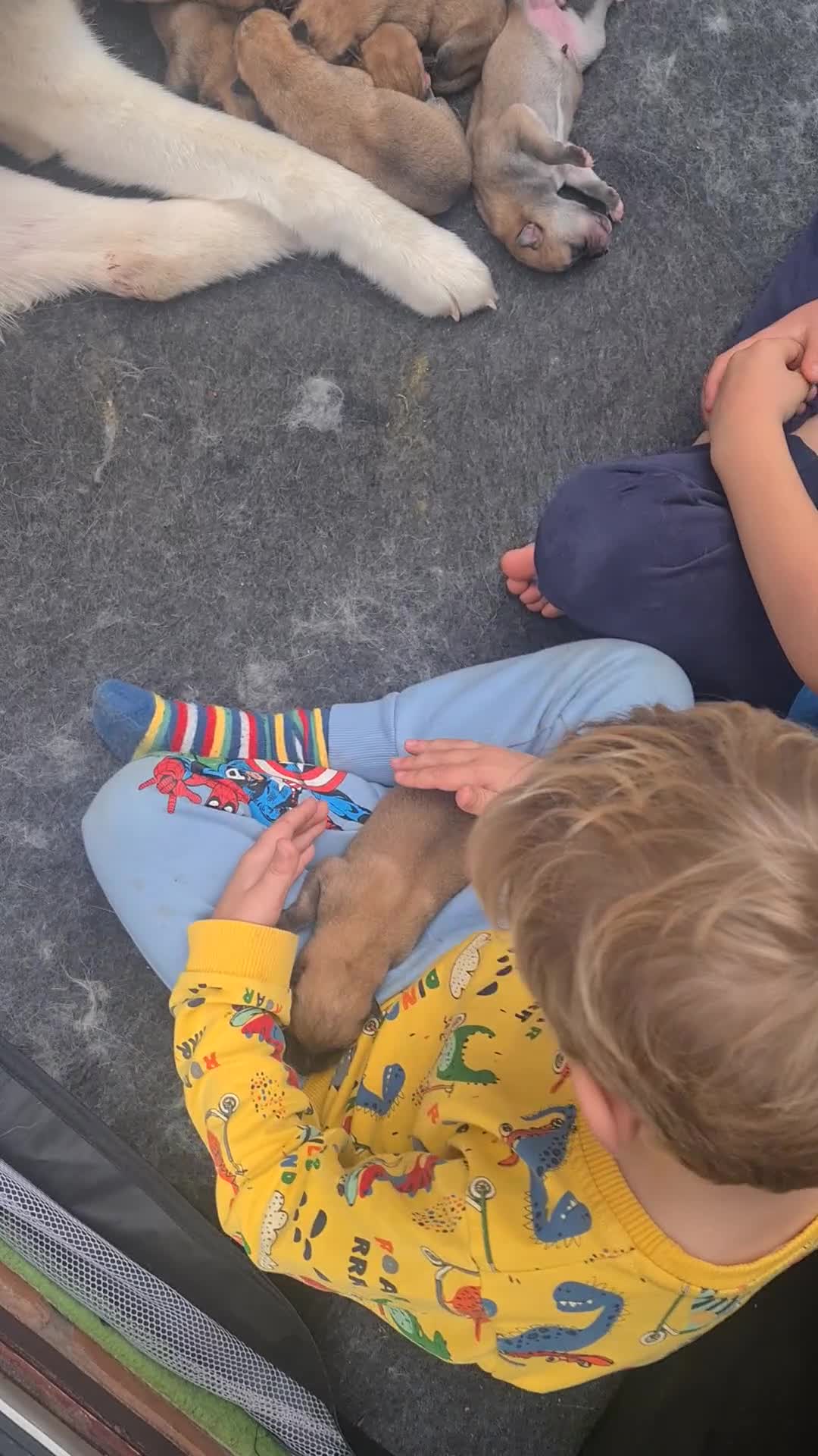 Mixed Breed dogs for sale: Czech Wolfdog × Akita/Malamute Puppies - Video 1