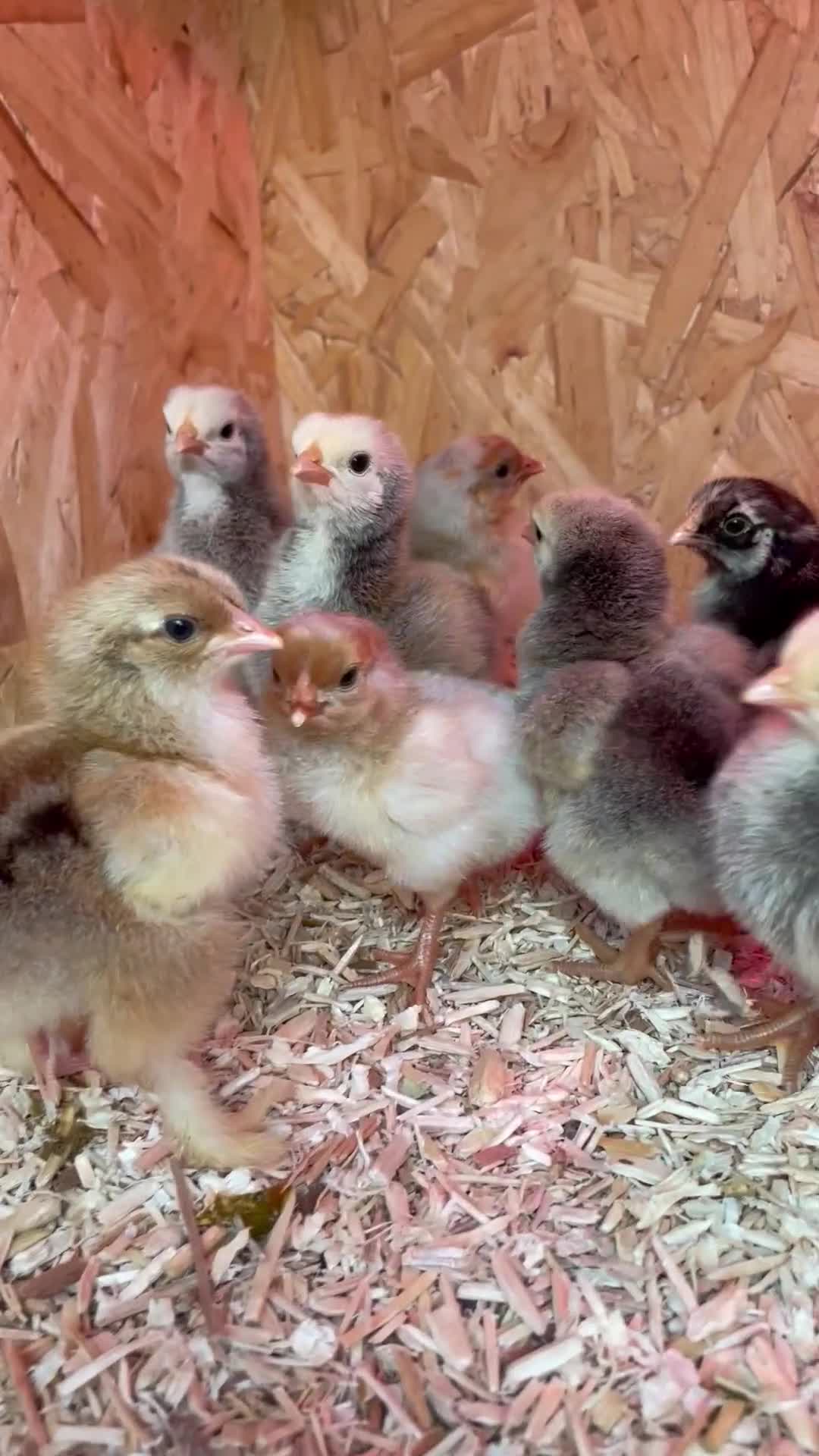 Chickens poultry for sale: Chicks - Video 2