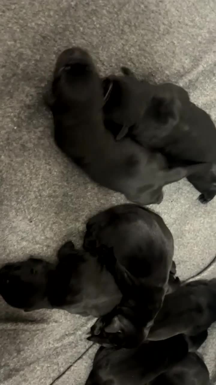 Labrador Retriever dogs for sale: Labrador puppies - Video 1