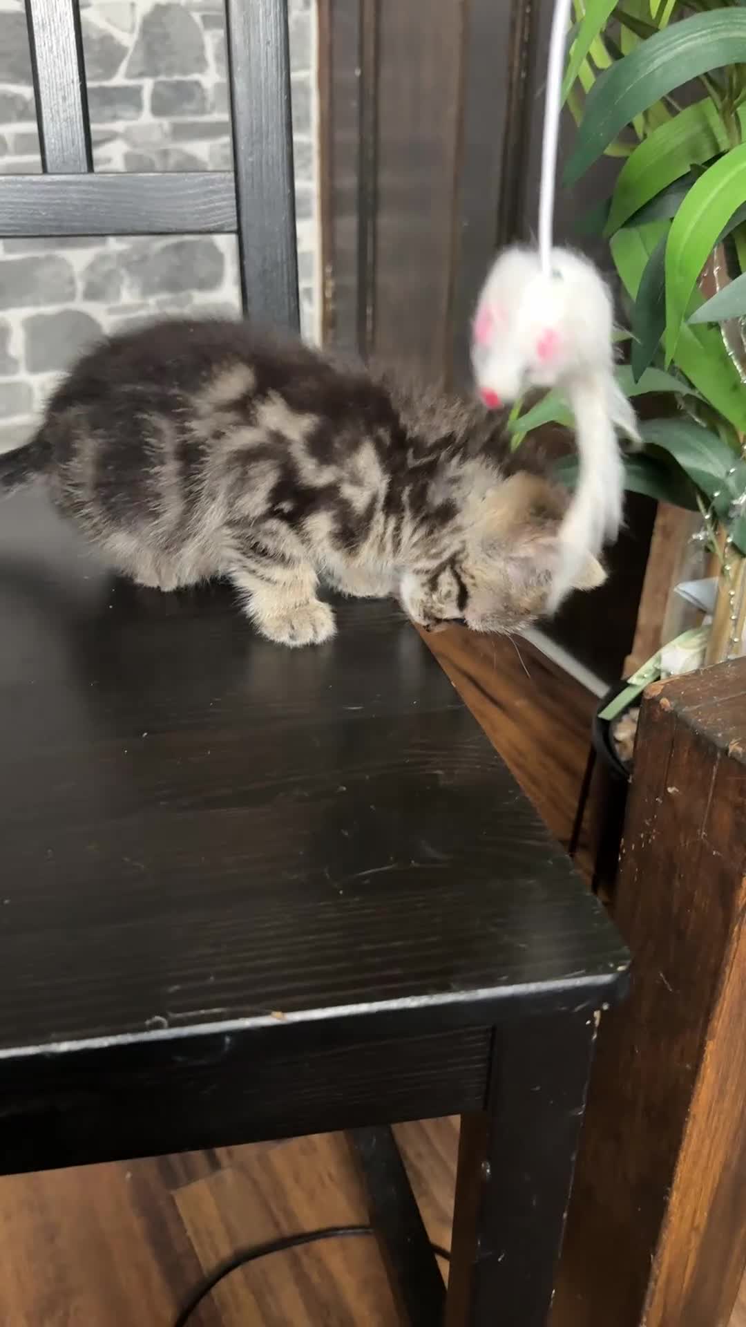 Mixed Breed cats for sale: Adorable girls are ready to meet their people! - Video 1