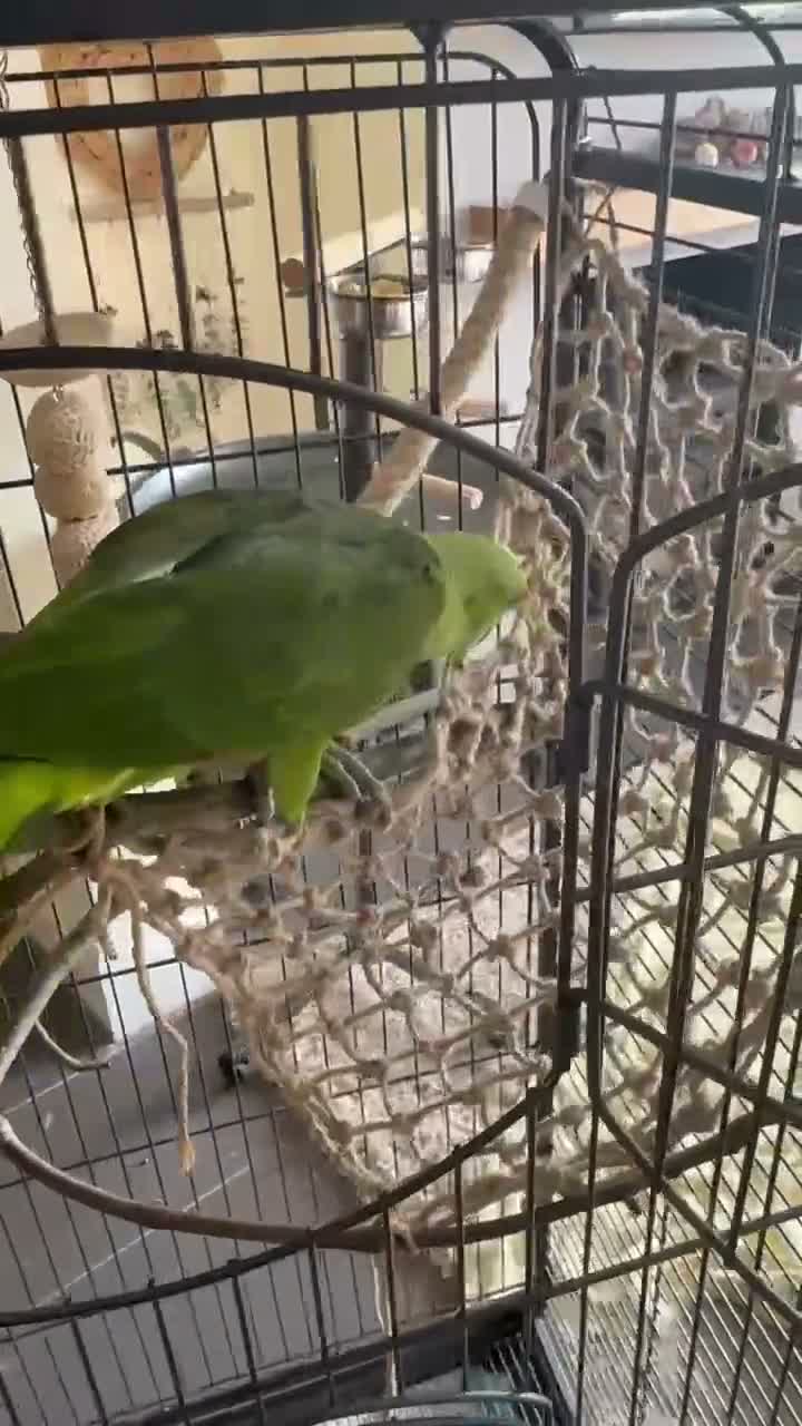 Parrots birds for sale: Tamed Amazon yellow naped parrot- young male - Video 2