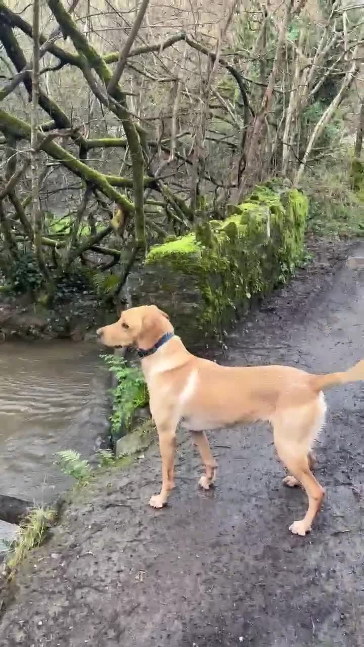 Labrador Retriever dogs for stud: White lab for stud - Video 1