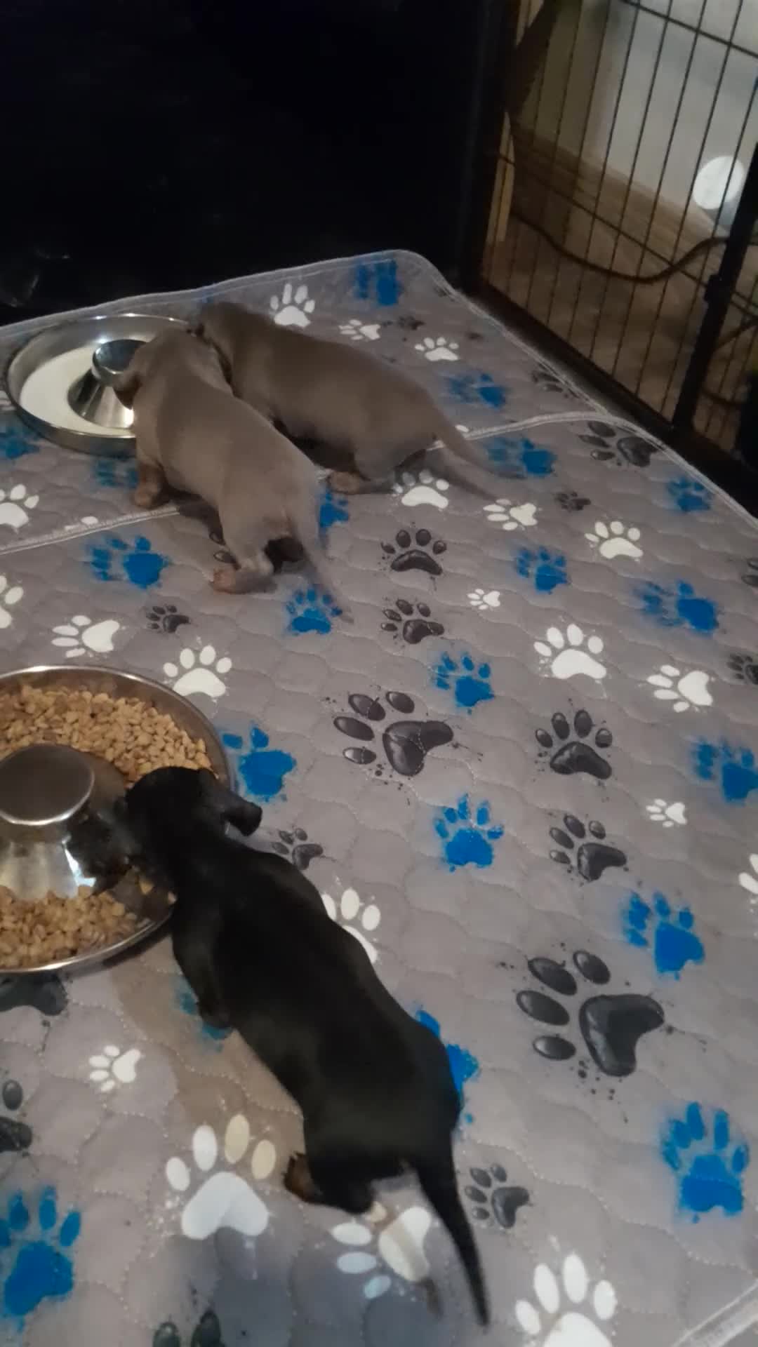 Miniature Dachshund dogs for sale: REDUCED - KC Isabella male left mini daxi  - Video 1