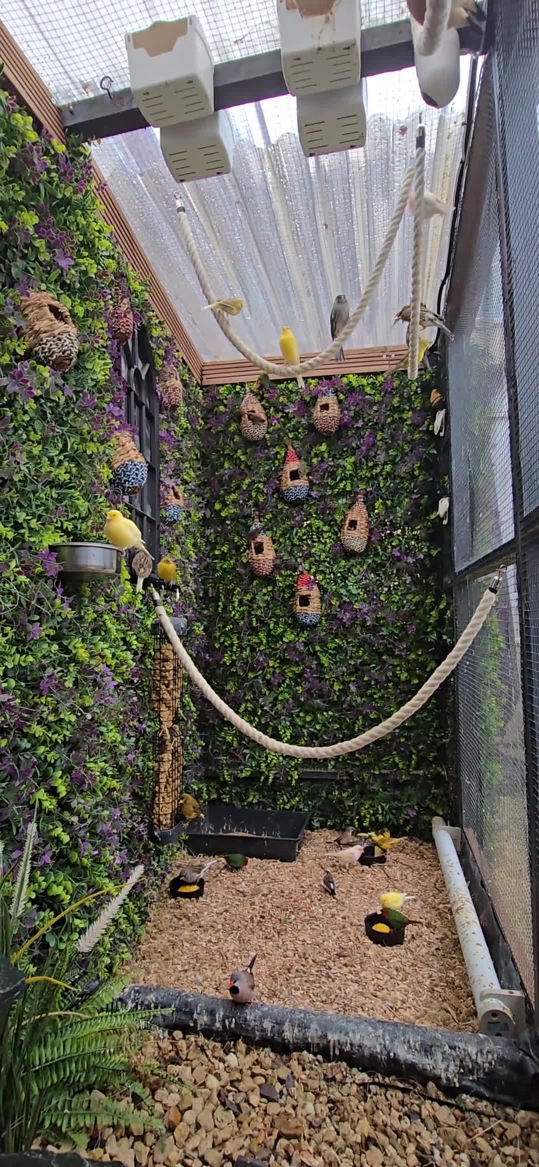 Canaries birds for sale: Various Canaries Available - Video 1