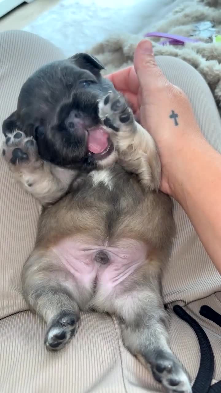 French Bulldog dogs for sale: Frenchie pups for sale! in Liverpool - Video 1