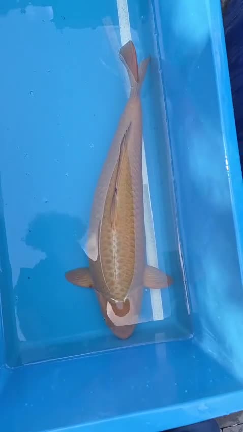 Koi Carp fish for sale: Koi for sale  in Croydon - Video 1