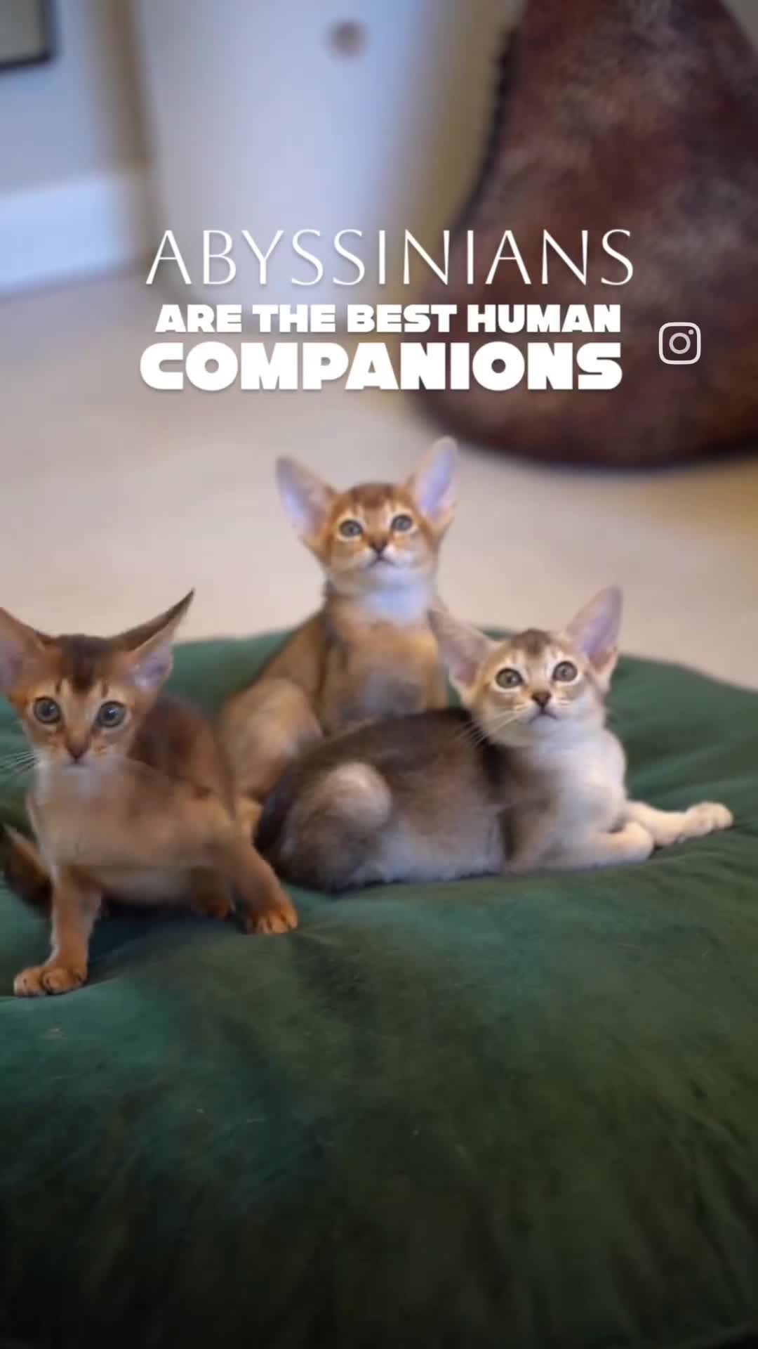 Abyssinian cats for sale: Caspian Boy - elegant, unique champion line🥇 - Video 2
