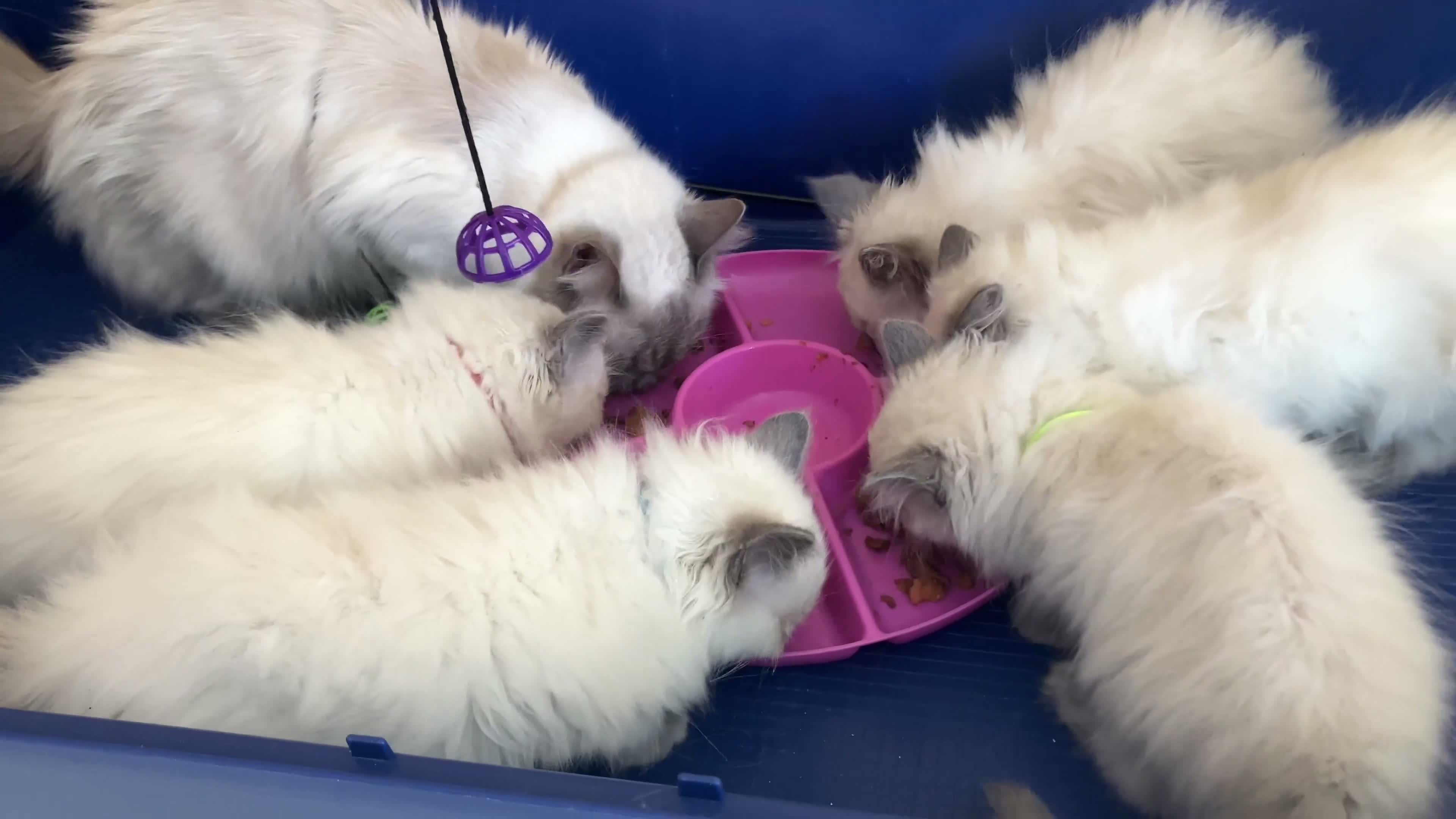 Ragdoll cats for sale: GCCF Ragdoll 🏆Champion Bloodline🌟5-Gen Pedigrees - Video 2