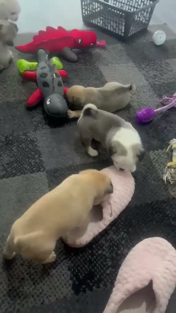 Chug dogs for sale: 5 x stunning chug puppies  - Video 1