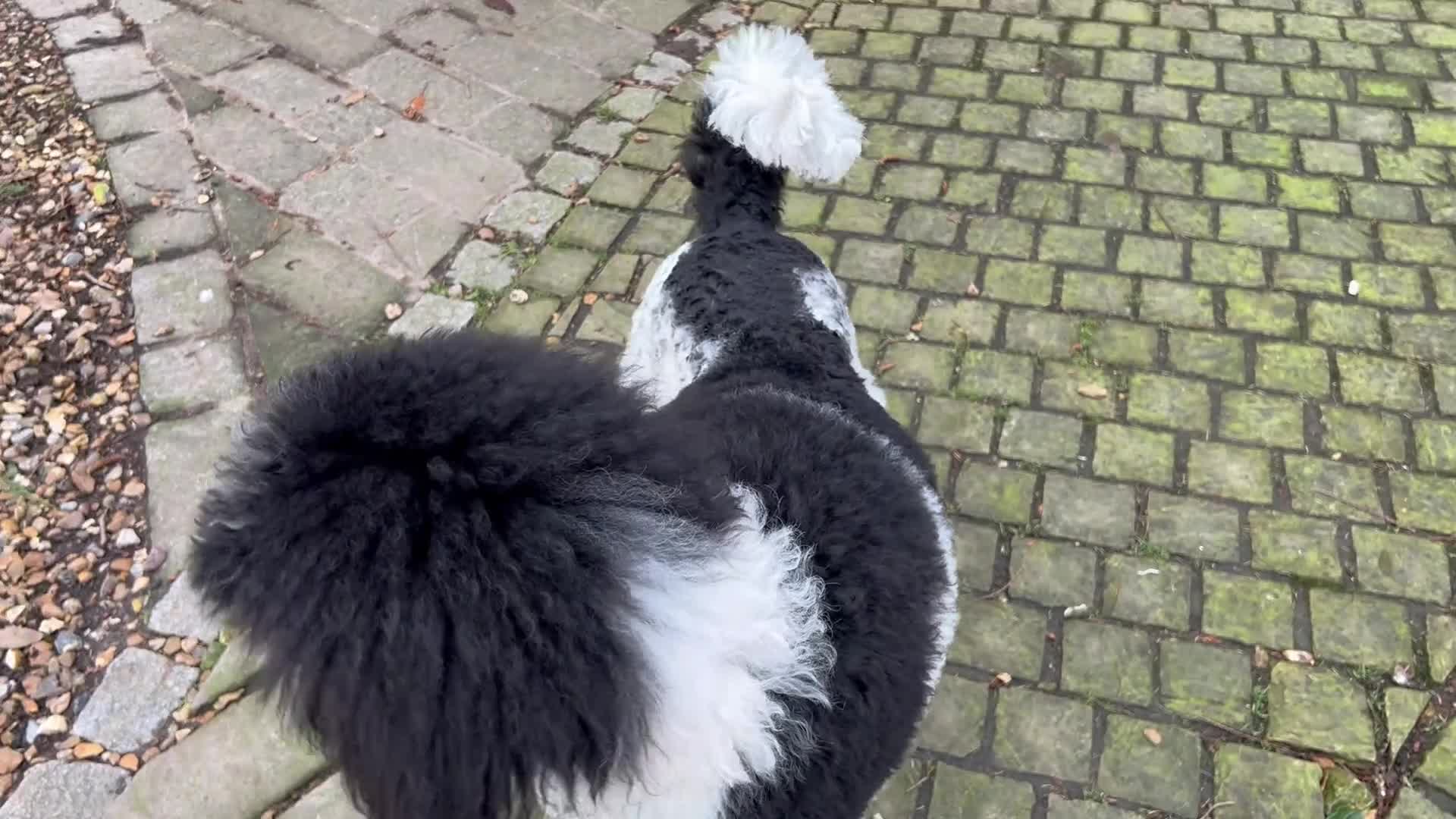 Standard Poodle dogs for sale: Exceptional Standard Parti Poodle puppies due  - Video 1