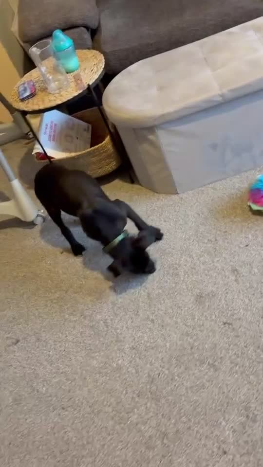 Mixed Breed dogs for sale: beautiful mixed breed for sale - Video 2