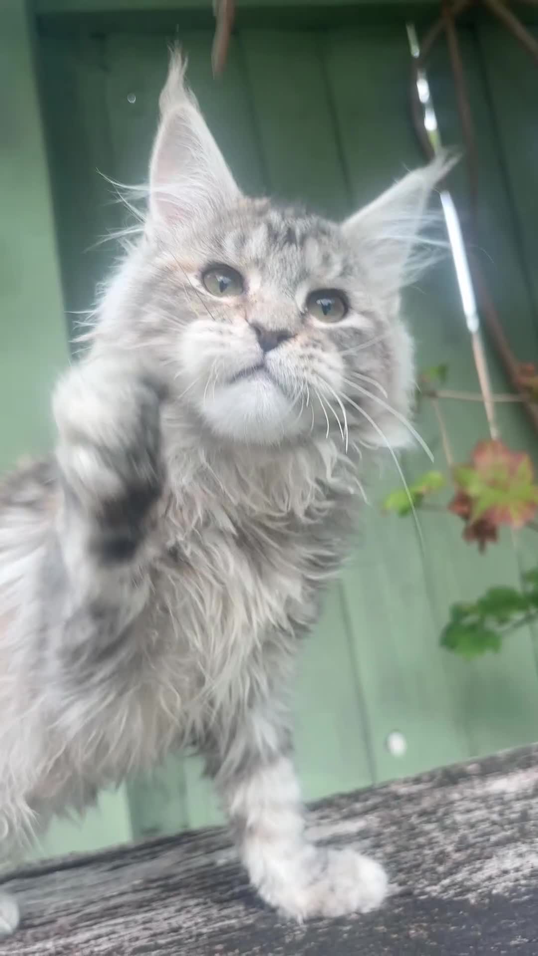 Maine Coon cats for sale: Maine coon kittens champion line polydactyl  - Video 5