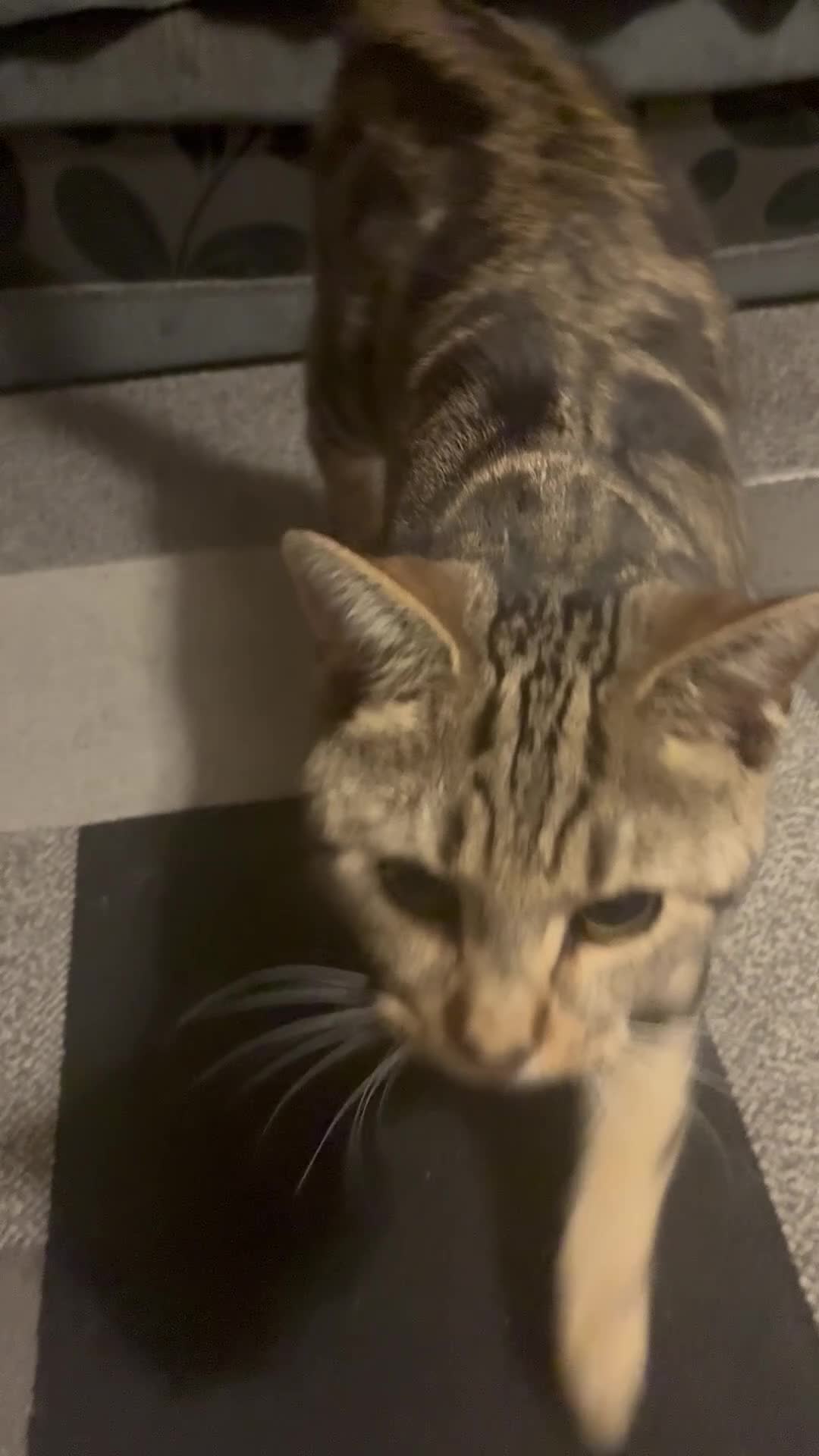 Domestic Shorthair cats for sale: Tabby DSH 11 months  in Oldbury - Video 2