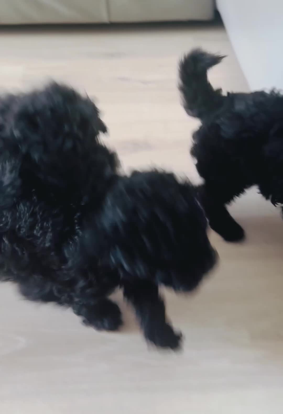 Toy Poodle dogs for sale: Pure Black Toy Poodles Puppies £700  - Video 3