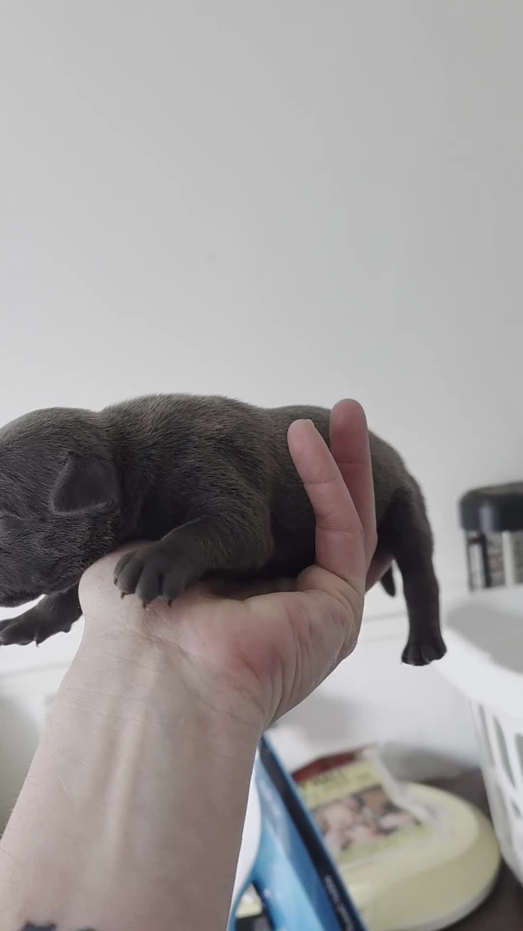 Staffordshire Bull Terrier dogs for sale: Beautiful Staffordshire bull terriers  - Video 3