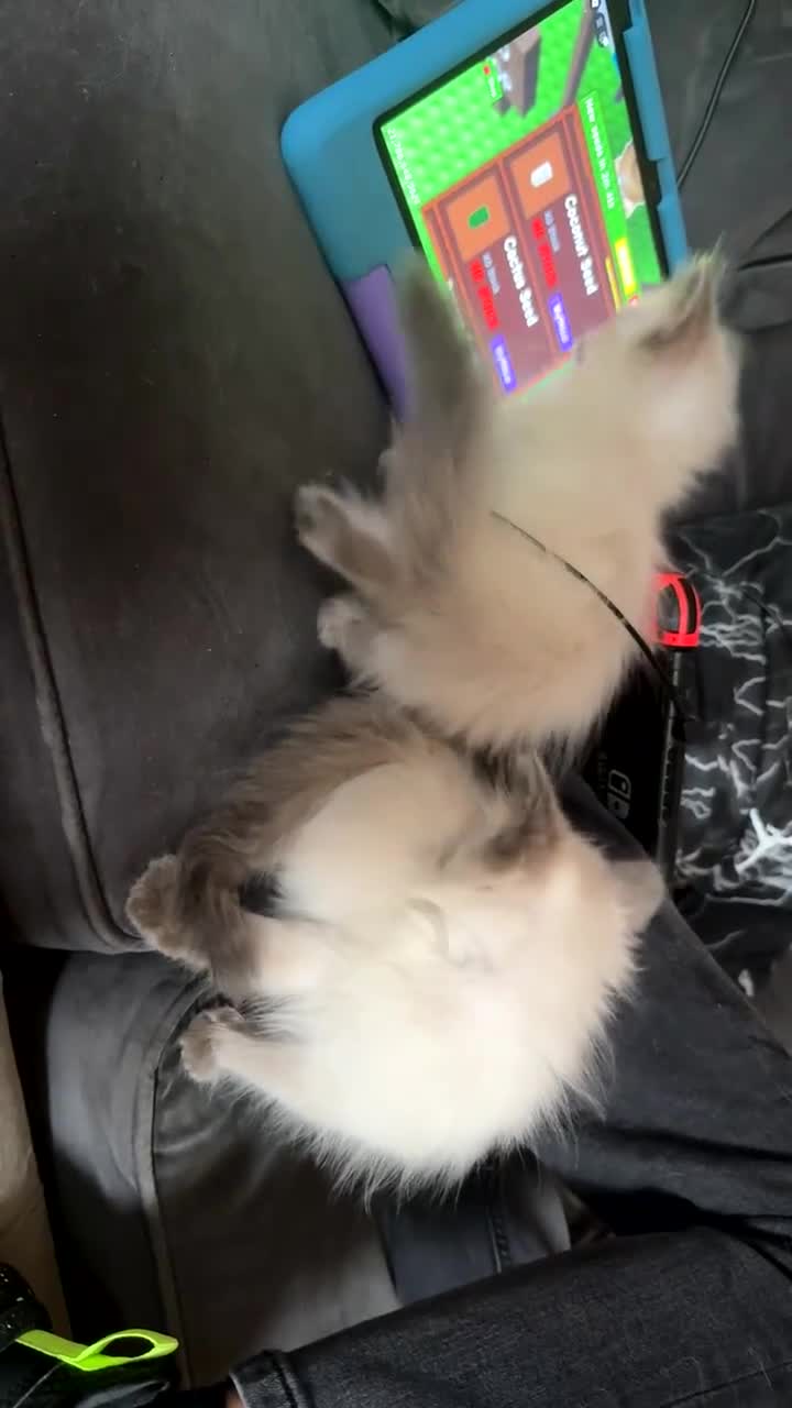 Ragdoll cats for sale: Ragdoll Kittens Ready Now🐾💕 - Video 1