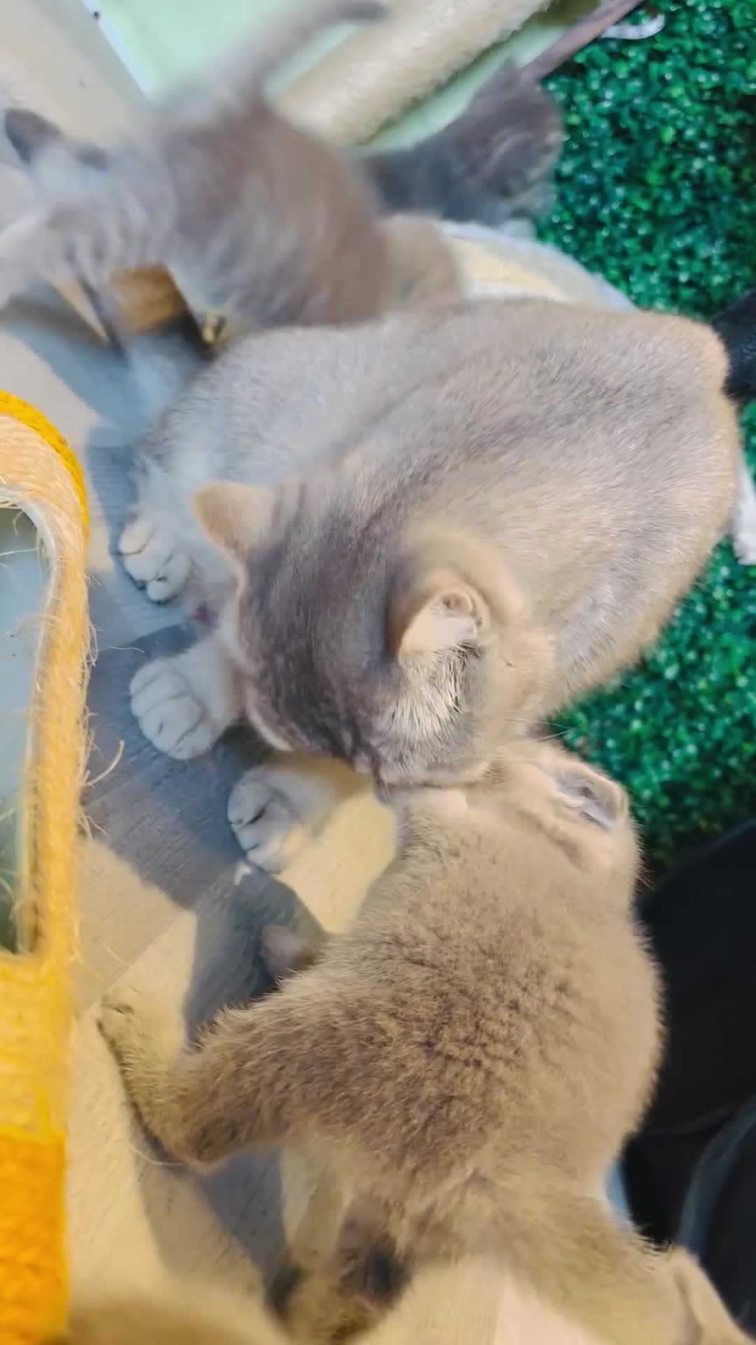 British Shorthair cats for sale: British shorthair kittens  - Video 2