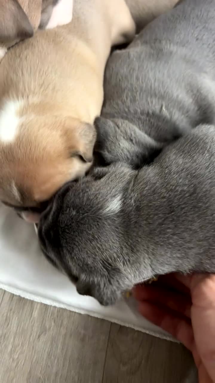 Mixed Breed dogs for sale: English bulldogs  - Video 1