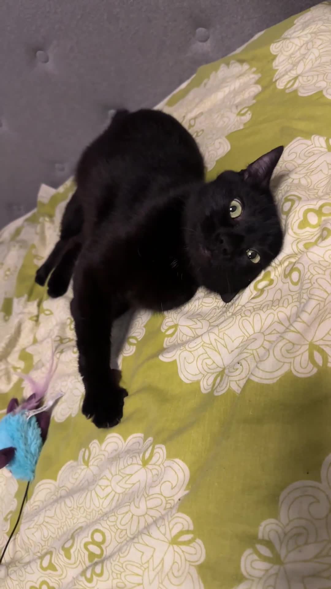 Domestic Shorthair cats for sale: Abandoned kittens and mother cat - Video 1