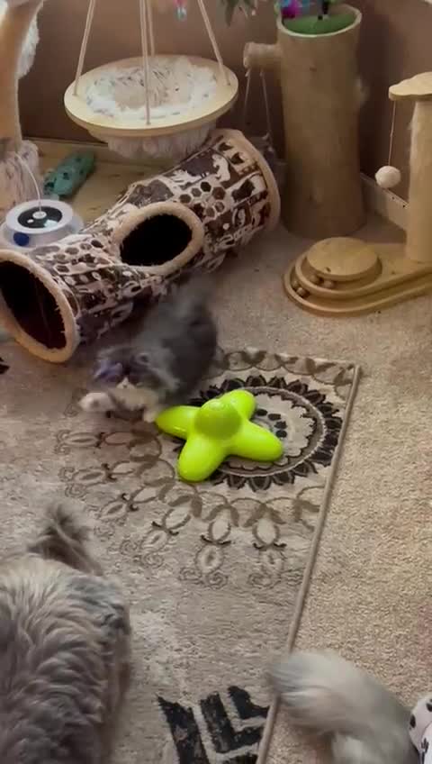 Persian cats for sale: Stunning fluffy Persian baby💗 - Video 1