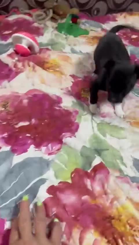 Mixed Breed dogs for adoption: FLORA - a Lovely tiny puppy girl for a Loving Home - Video 4