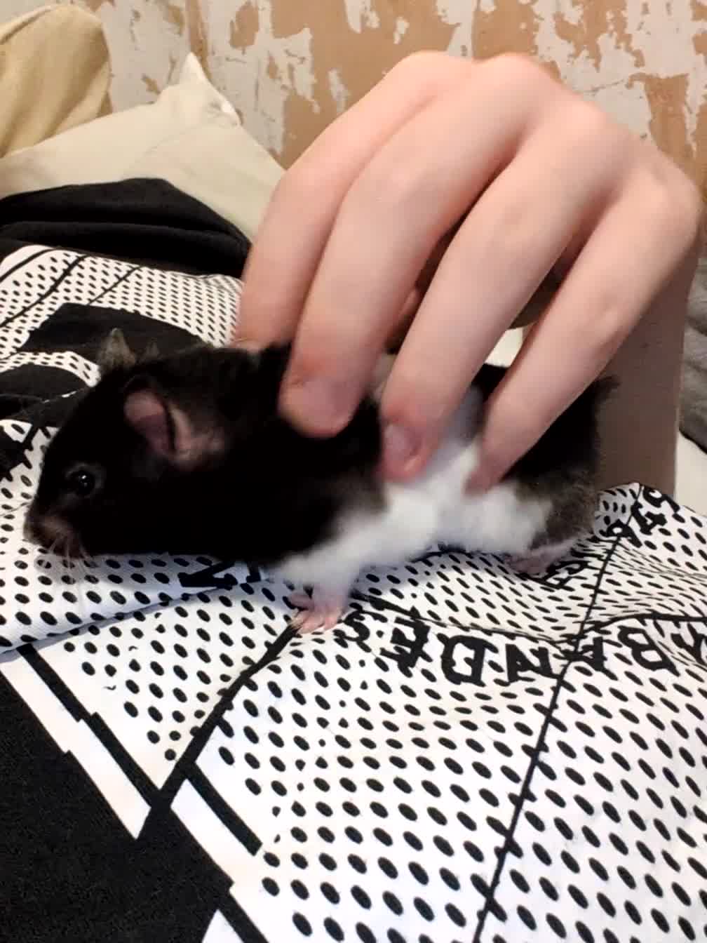 Hamster rodents for sale: Selling female hamster  - Video 1