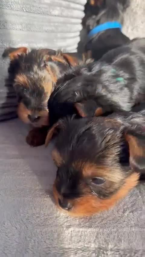 Yorkshire Terrier dogs for sale: Yorkshire Terrier puppies looking for new homes  - Video 1