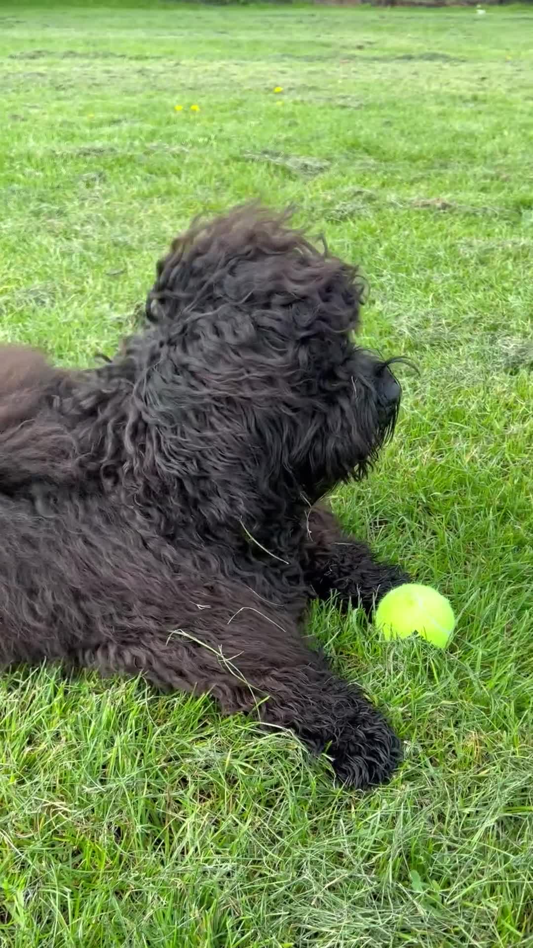 Cavapoochon dogs for stud: For Stud - Handsome Cavapoochon Boy Available - Video 2