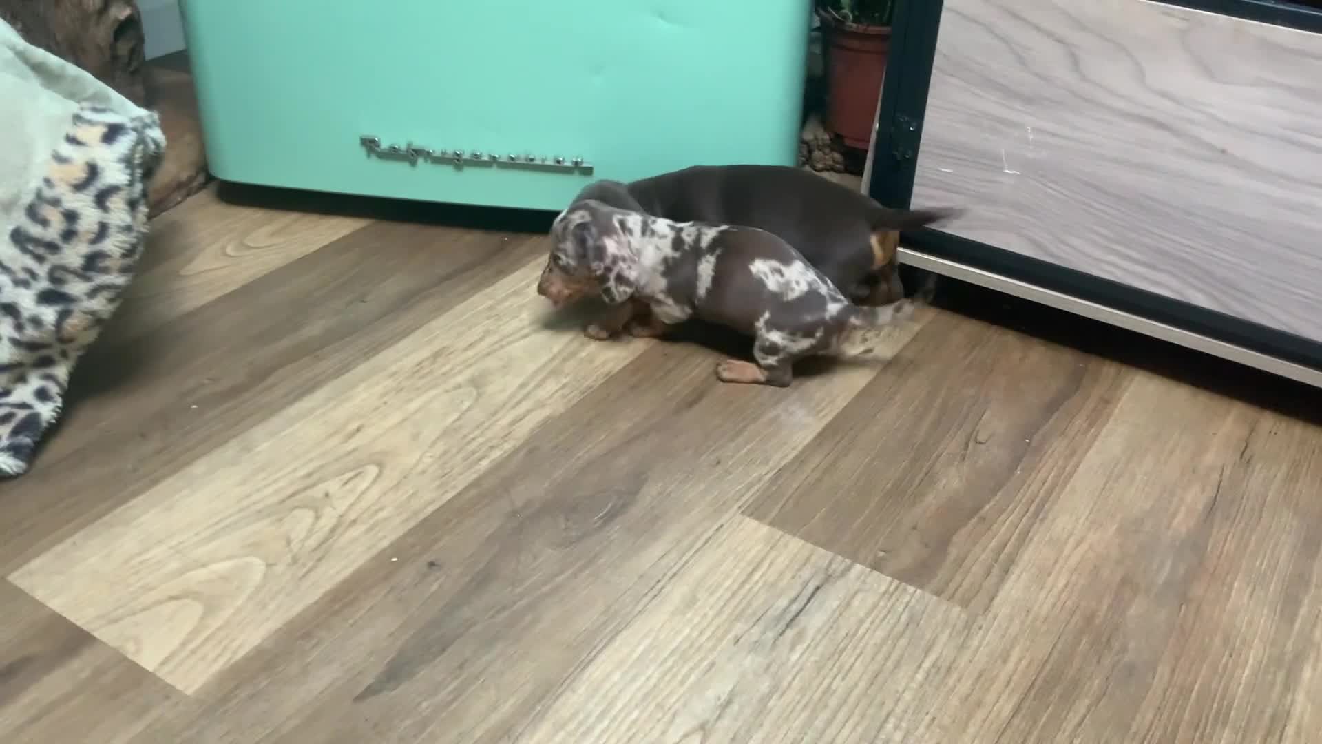 Miniature Dachshund dogs for sale: Funny happy miniature dachshund puppies - Video 1