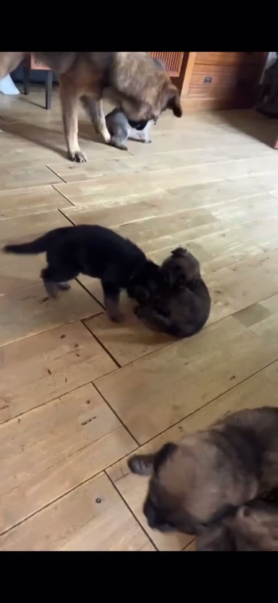 German Shepherd dogs for sale: 4 German Shepard x German Shepard cross dogs  - Video 1