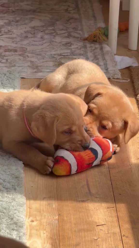 Labrador Retriever dogs for sale: kC reg fox red labs FTCH sired - Video 1