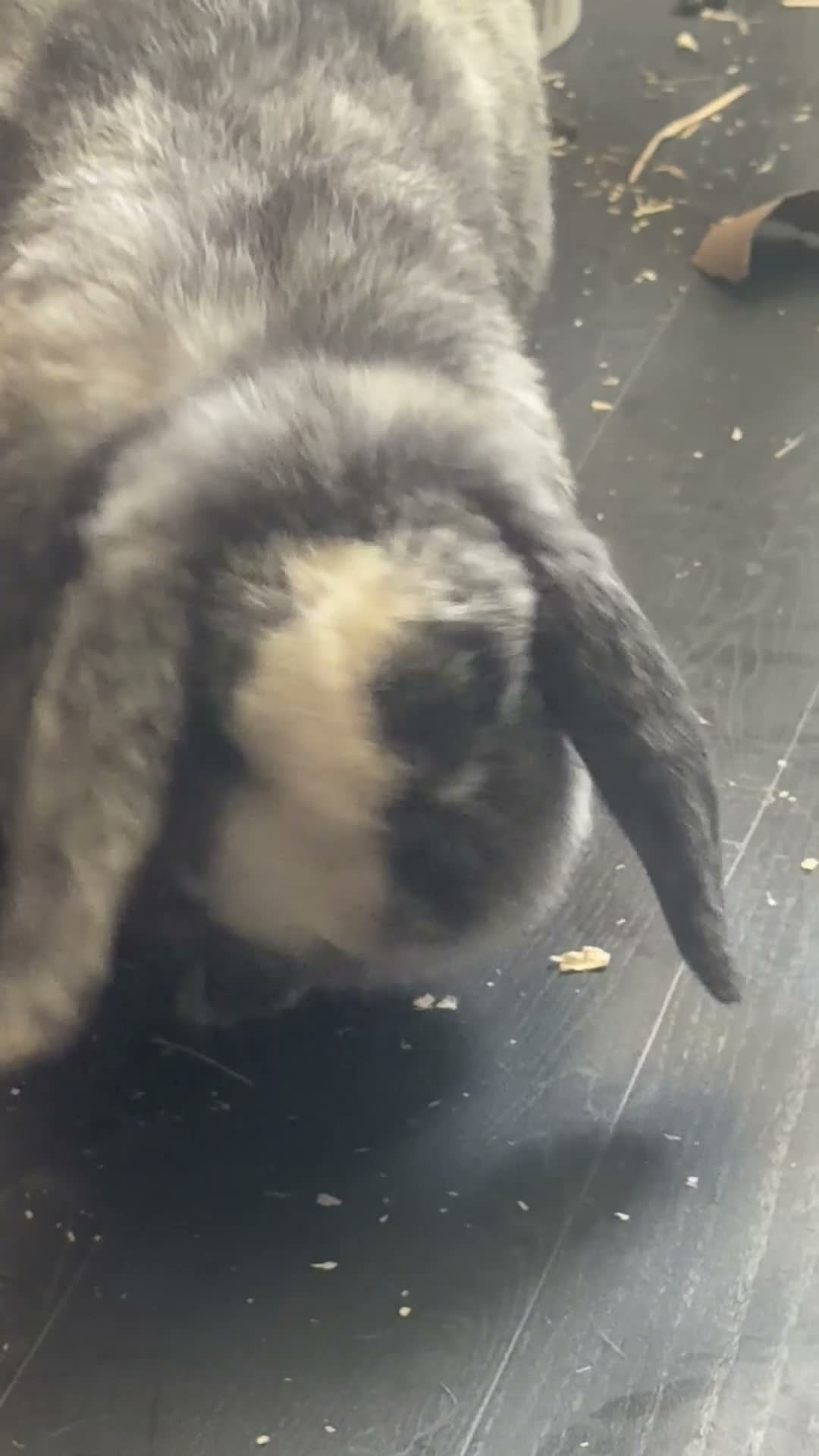 French Lop rabbits for sale: 🐰❤️ Loving home needed for Muffin – Dover area in Dover - Video 1