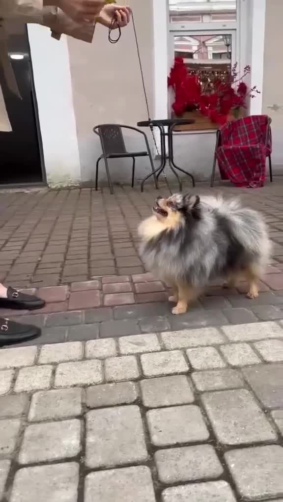 Pomeranian dogs for stud: 🏆STUNNING BLACK AND MERLE TAN STUD  - Video 1