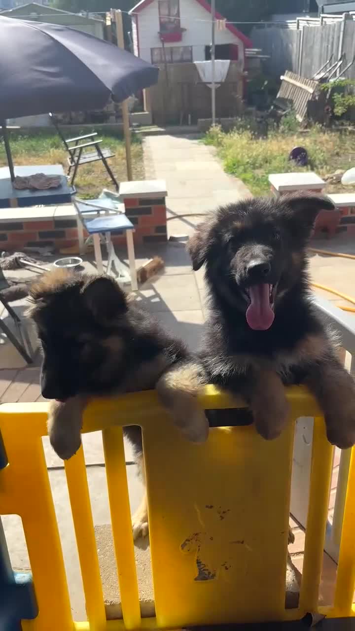 German Shepherd dogs for sale: 6 showline German shepherd pups  - Video 1