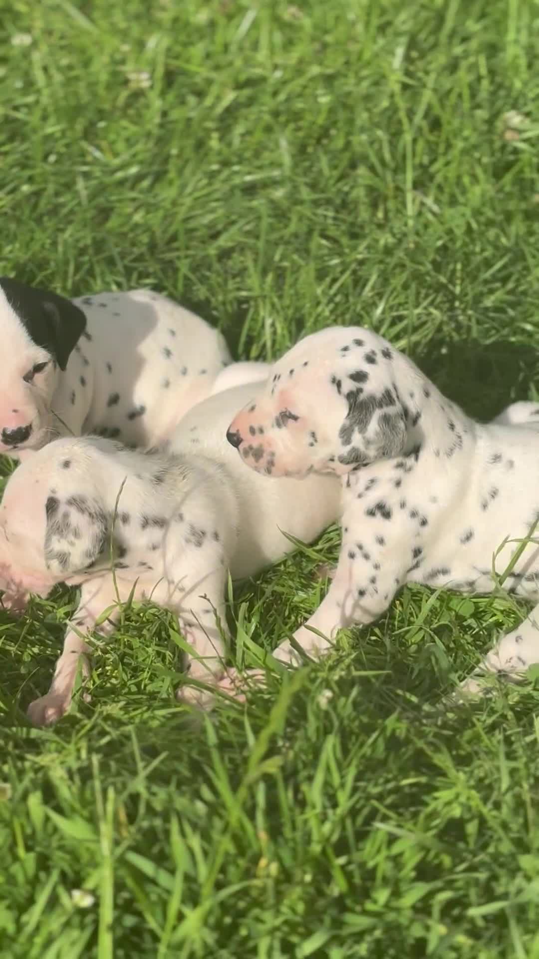 Dalmatian dogs for sale: Exceptional KC Dalmatian Puppies  - Video 1