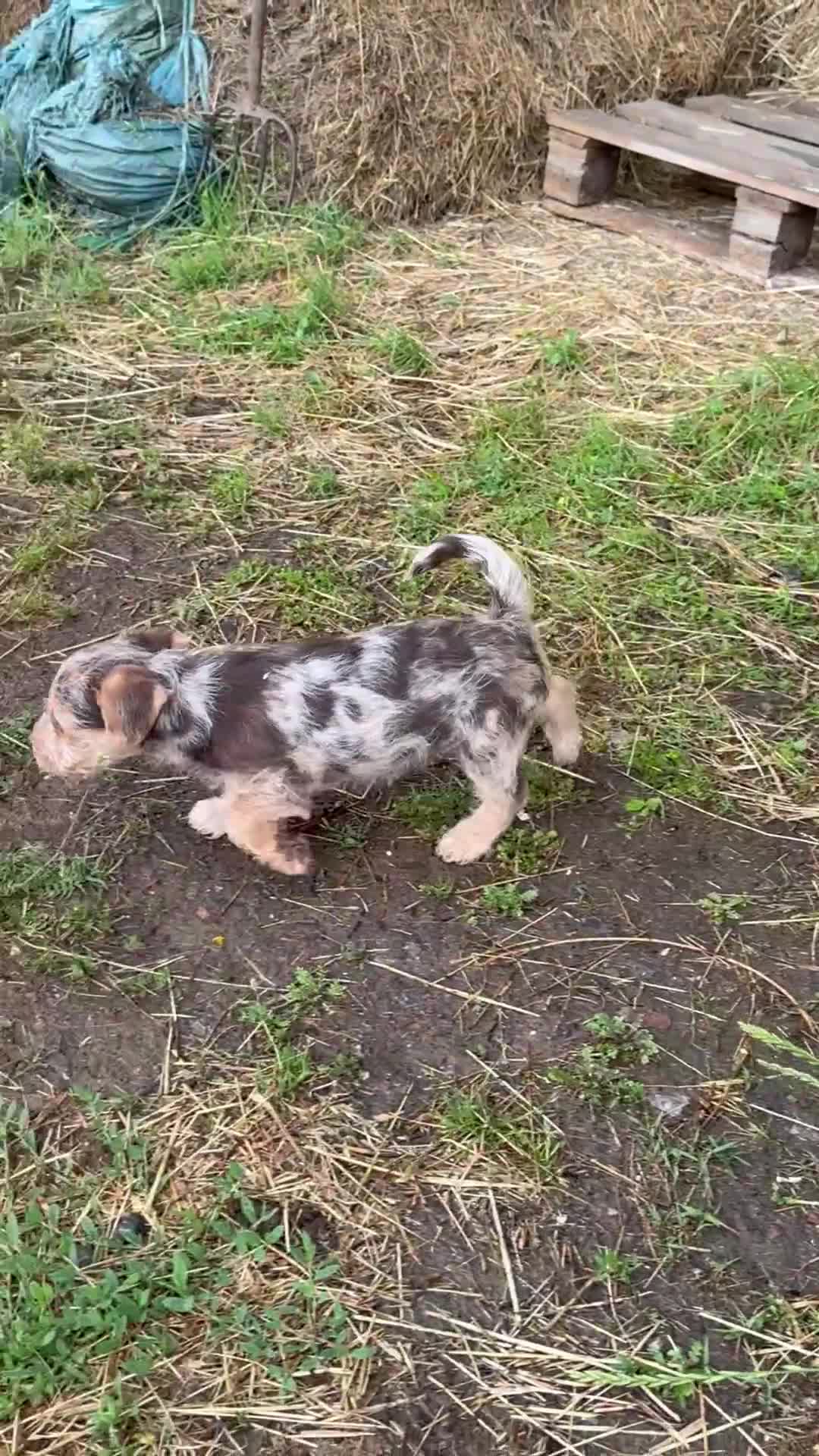 Jackapoo dogs for sale: 4th Gen merle jackapoo puppies (much wenlock)  - Video 1